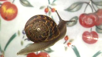 Episode 2 Snails