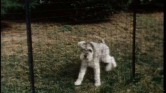 Episode 9 Mister Rogers Talks About PETS
