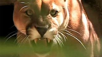 Episode 7 Lions in the Suburbs