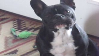 Episode 18 Smart Dog/Dumb Dog and 