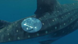 Episode 4 All's Whale That Ends Whale