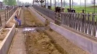 Episode 2 Dairy Farmin' Divas a.k.a. First Day of Work