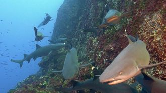 Episode 2 Cocos Island