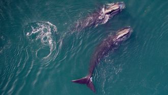 Episode 7 Saving the Right Whale