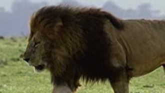 Episode 4 The Secret Lives of Lions