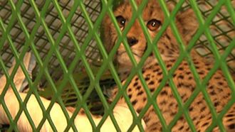 Episode 2 Cheetah Trauma
