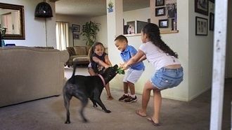 Episode 7 Raging Pit Bull