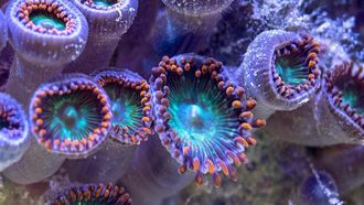 Episode 7 Reef Rescue