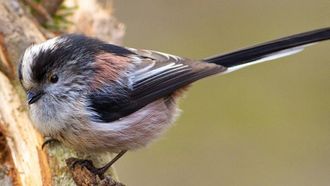 Episode 1 Dawn Chorus