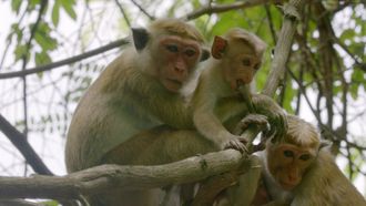 Episode 9 Toque Macaque