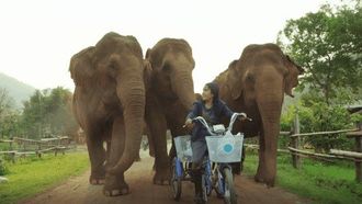 Episode 13 Love and Elephants