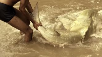 Episode 2 Killer Catfish