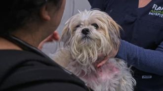 Episode 8 Ulti-Mutt Ambition
