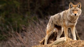 Episode 5 Coyote Army