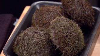 Episode 1 A Prickly Situation