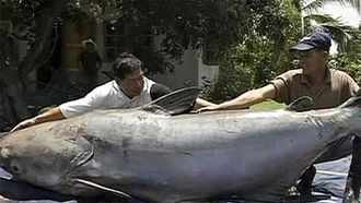 Episode 8 Giant Fish