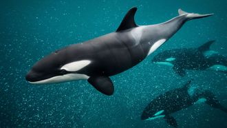 Episode 1 Orca Dynasty