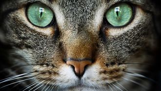 Episode 3 Cat Tales