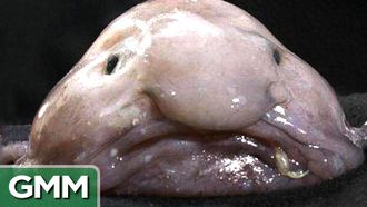 Episode 12 Top 5 Ugliest Animals - RANKED
