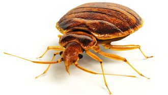 Episode 6 Bed Bug Doomsday