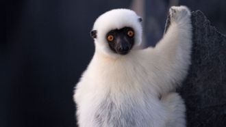 Episode 1 Madagascar