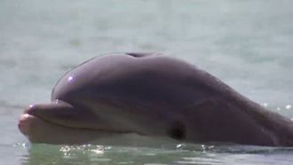 Episode 26 Dolphin Tale: Part 2