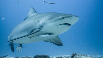 Episode 9 Sharks and Eels