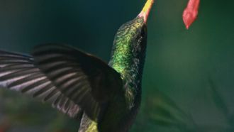 Episode 3 The Bird's Journey