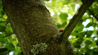 Episode 28 Ladybugs