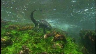 Episode 13 Galapagos: The Living Laboratory