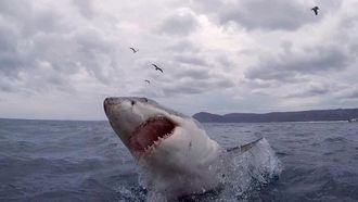 Episode 5 The Shark Bite State