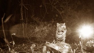 Episode 4 Jaguar Ambush