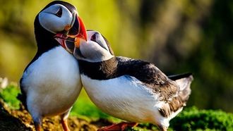 Episode 3 The Yorkshire Moors: A Wild Year