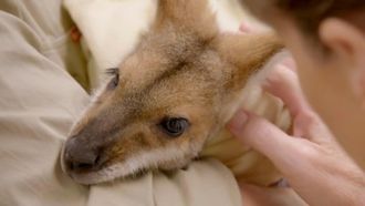 Episode 3 Terri's Wonder Wallaby
