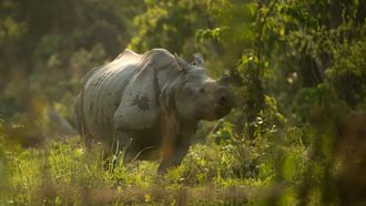 Episode 2 Land of the Secret Rhino