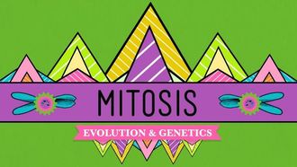 Episode 12 Mitosis