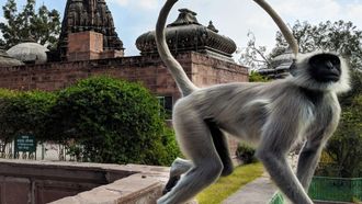 Episode 8 Temple Monkeys on the Run
