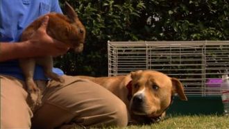 Episode 3 Buddy, Teddy, and Matilda