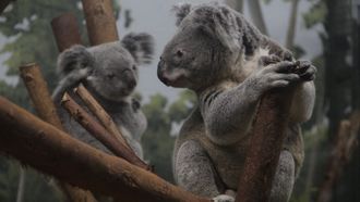 Episode 7 Koala-palooza