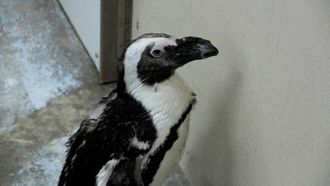 Episode 1 Penguin's New 'Do