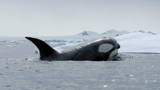 Episode 8 Expedition Killer Whale