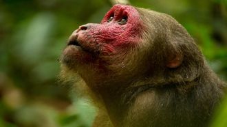 Episode 1 Growing Up Gibbon