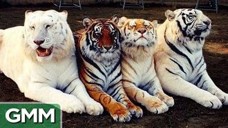 Episode 35 Bizarre Animal Hybrids (GAME)