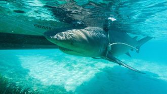 Episode 3 The Sharp End of a Bull Shark