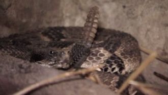Episode 5 Fort Rattlesnake