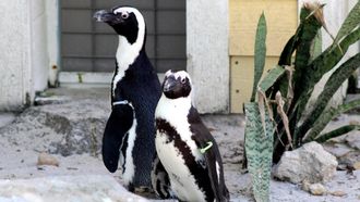 Episode 9 Penguin Shuffle