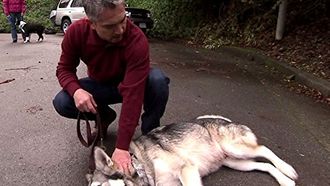 Episode 18 Shadow, Jake & Riley and Norton