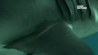 Episode 2 Ocean Voyagers