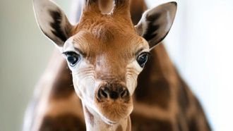 Episode 4 A Baby Giraffe's Tall Order