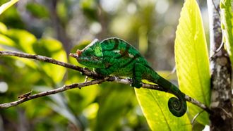 Episode 2 Madagascar: The Richest Poor Country in the World